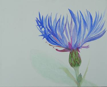 Blaue Blume (Centaurea montana) thumb