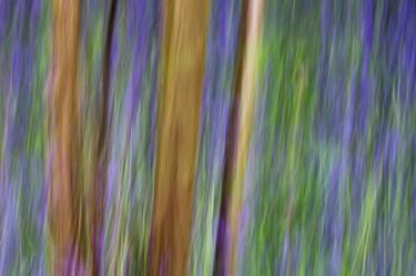 Bluebell Wood thumb