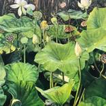 The Lotus Dream by Joanna Painter
