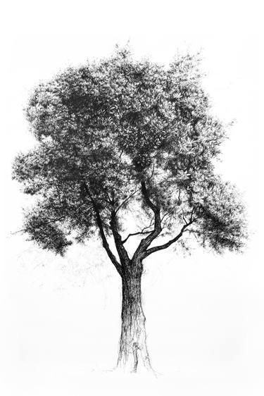 Print of Nature Drawings by Liu Ling