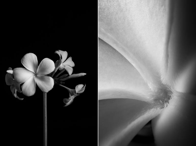 Original Botanic Photography by Alina Vlasova