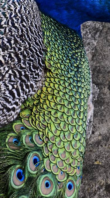 Study of the peacock #7, La Cascade - Single print thumb