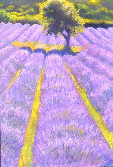 Lavender Field, Vertical thumb