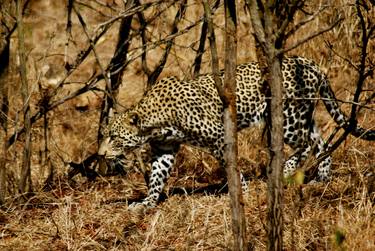 Print of Documentary Animal Photography by Madeline Harris