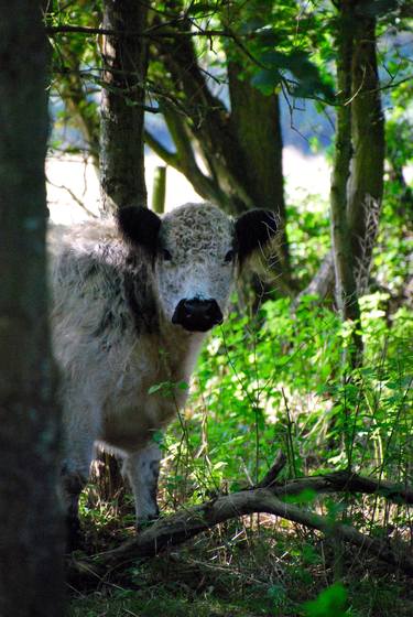 Cow thumb