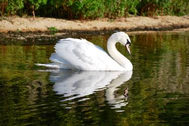 Swan thumb