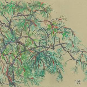 Collection "Northern Botany"