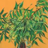 Collection "Northern Botany"