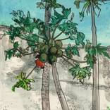 Collection Landscapes