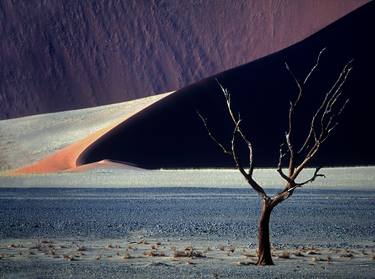 Print of Abstract Tree Photography by Saro Di Bartolo