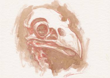 Bird Skull Sketch thumb