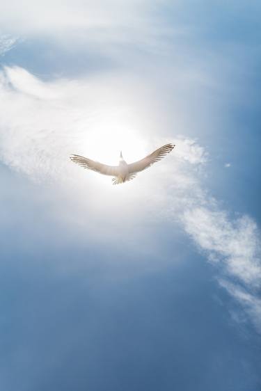 Print of Fine Art Animal Photography by Jens Paritzsch