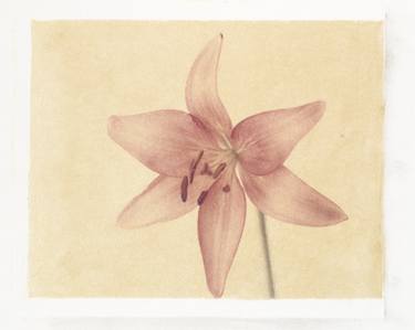 Poloroid Lily #1 thumb