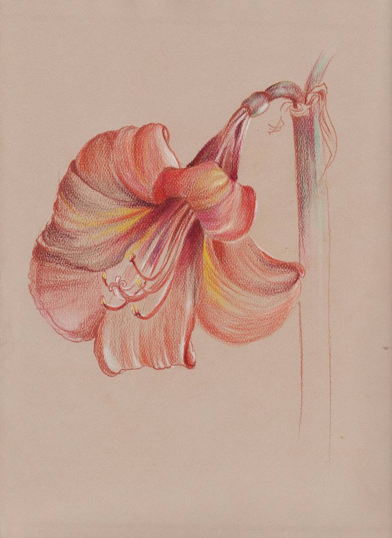 Tulip flower drawing in pencil colour • ShareChat Photos and Videos-saigonsouth.com.vn