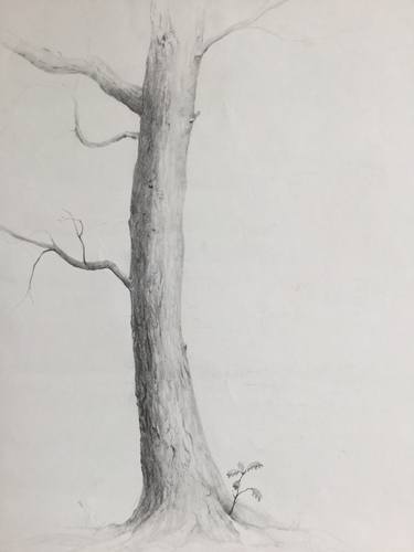 Oak tree drawing. thumb