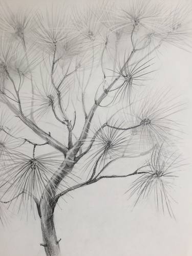 Drawing, study of a pine tree. thumb
