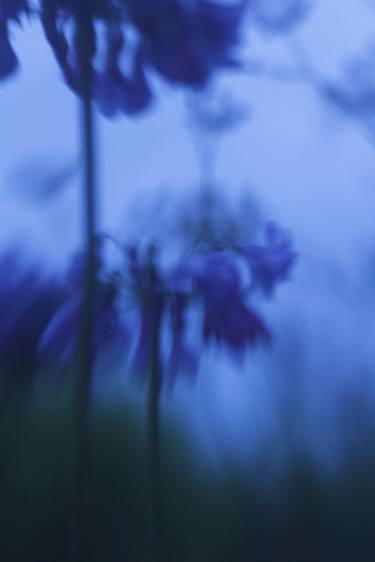 Print of Abstract Botanic Photography by Heather Mason