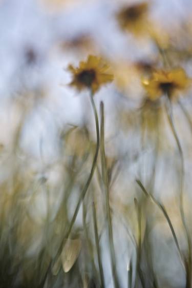 Original Impressionism Botanic Photography by Heather Mason