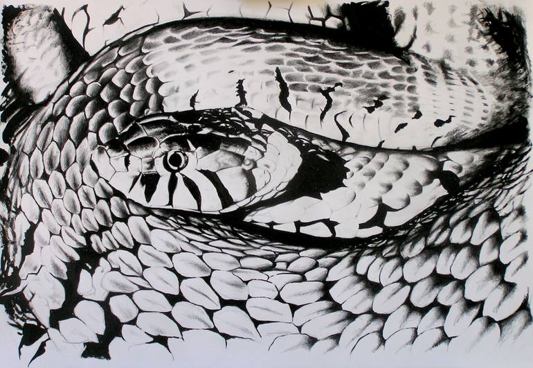 Grass Snake Drawing by Rolando De Filippis | Saatchi Art