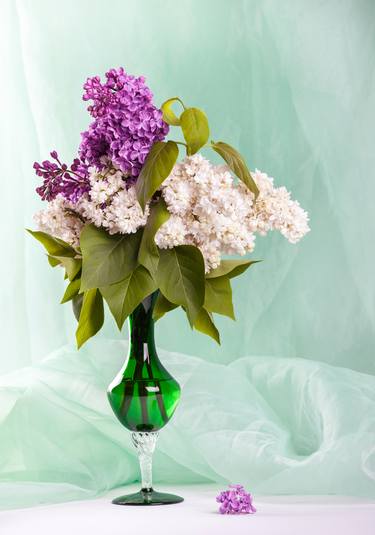 White and purple lilac in the vase thumb
