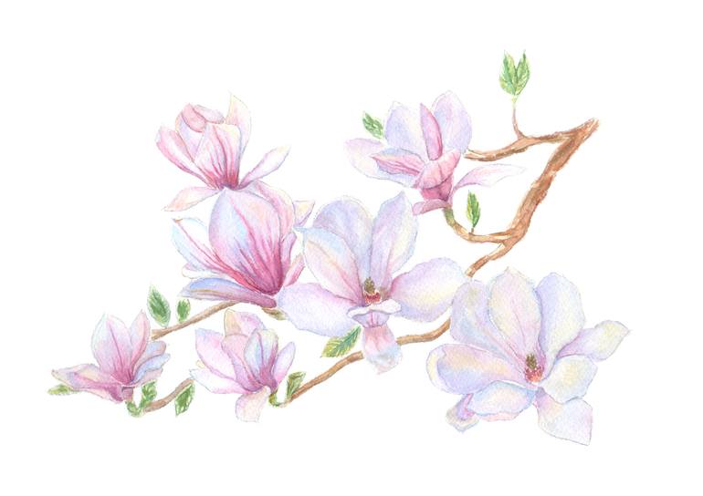 Magnolia Painting by Victoria Shaad | Saatchi Art