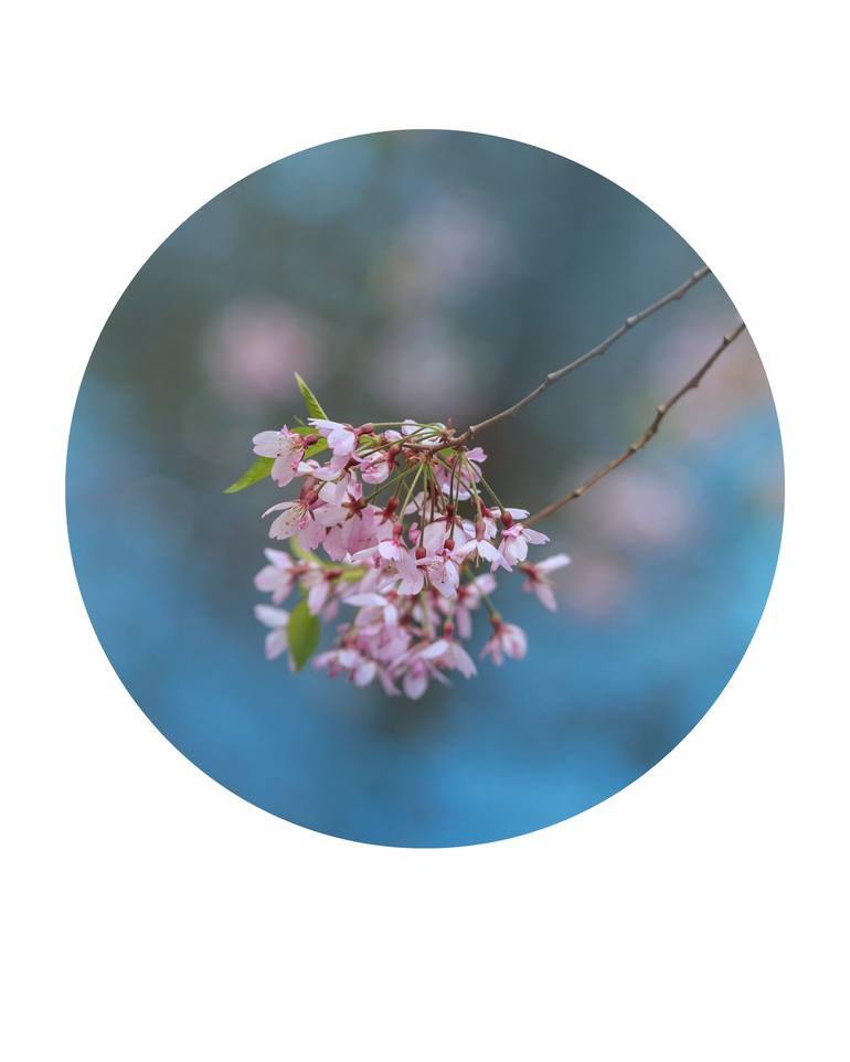 Blooming sakura tree on blue background - Print