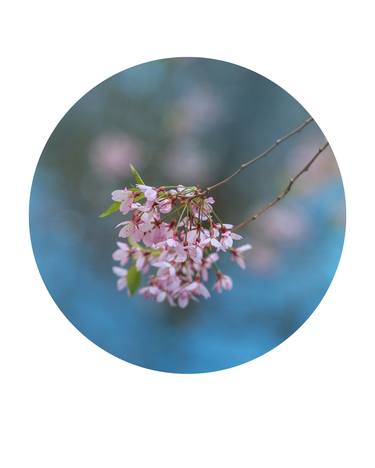 Blooming sakura tree on blue background thumb