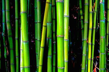 Bamboos (Limited Edition) thumb