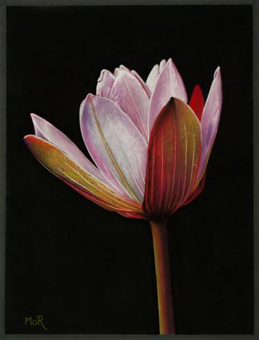 Print of Fine Art Floral Paintings by Dietrich Moravec