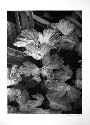 Aquilegia Leaves thumb