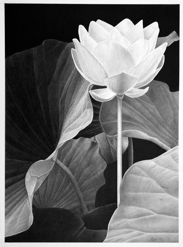 Original Photorealism Floral Drawings by Dietrich Moravec