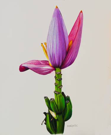 Original Fine Art Floral Drawings by Dietrich Moravec