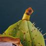 Chestnuts always remind me of my childhood. When the chestnuts began to fall from their trees in autumn I never could collect enough of them in order to tinker all kind of animals and creatures.

Acrylic on canvas panel, covered with several layers of UV-resistant varnish.