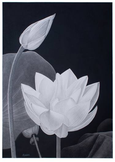 Print of Photorealism Floral Drawings by Dietrich Moravec