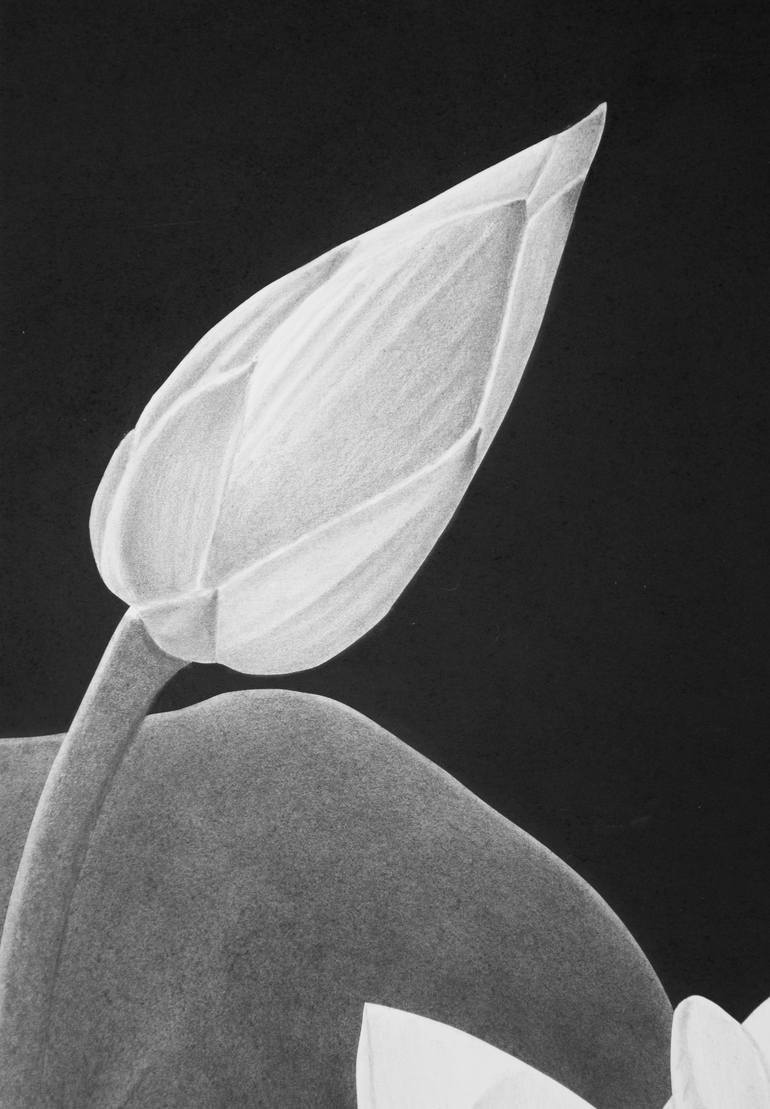 Original Other Floral Drawing by Dietrich Moravec