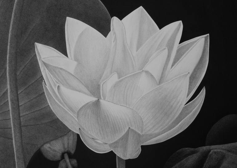 Original Other Floral Drawing by Dietrich Moravec