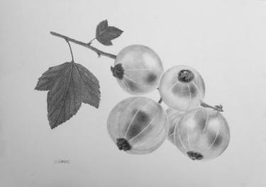 Original Fine Art Botanic Drawings by Dietrich Moravec