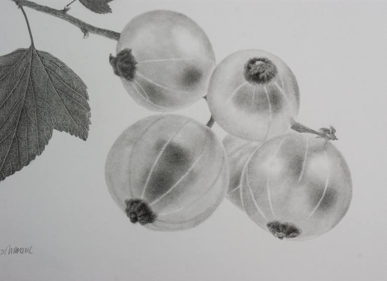 Original Botanic Drawing by Dietrich Moravec
