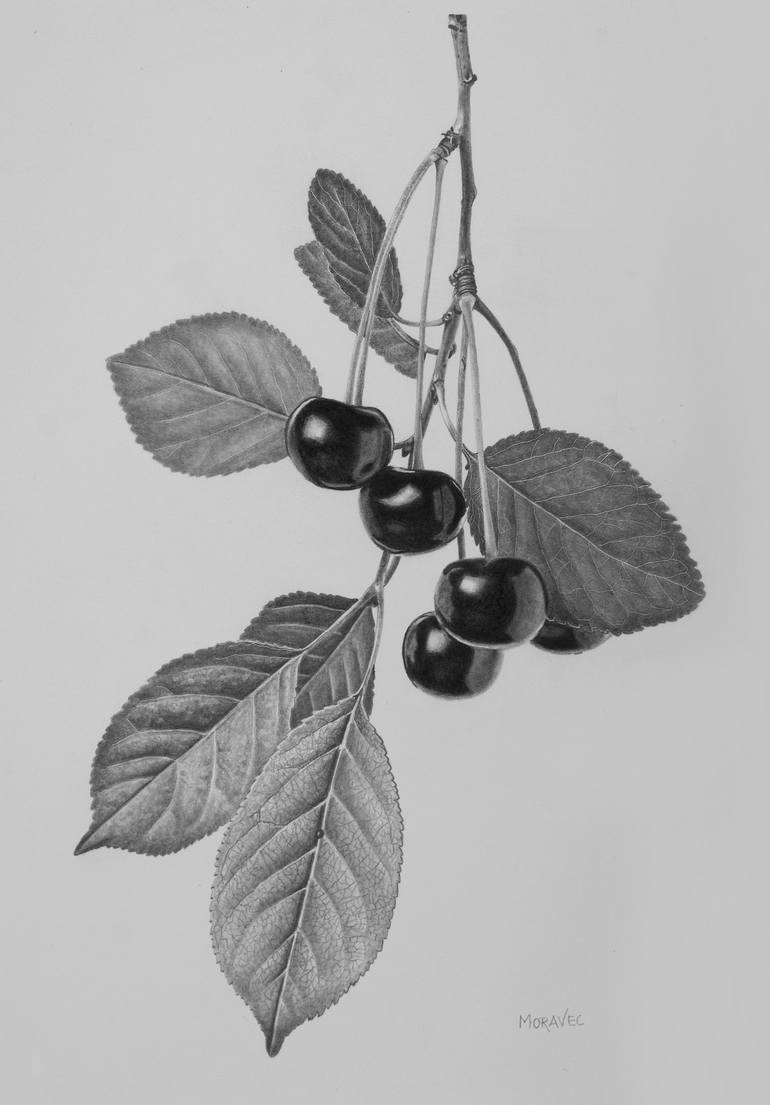 Cherry Twig Drawing by Dietrich Moravec | Saatchi Art