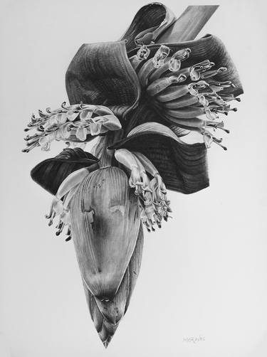 Original Photorealism Floral Drawings by Dietrich Moravec