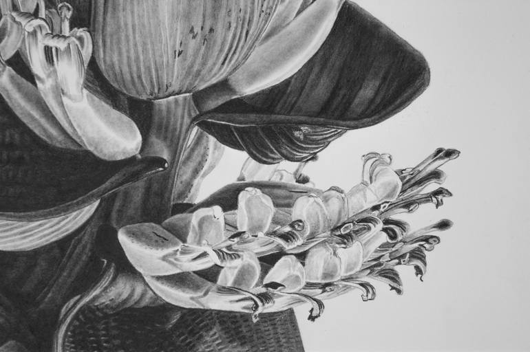 Original Photorealism Floral Drawing by Dietrich Moravec