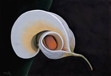 Original Photorealism Floral Drawings by Dietrich Moravec