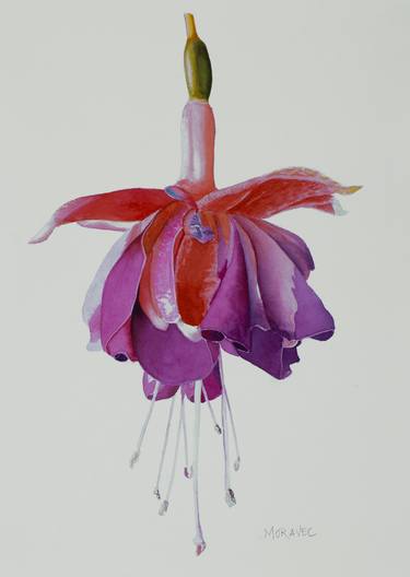 Print of Photorealism Floral Paintings by Dietrich Moravec