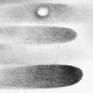 Detail of pencil drawing