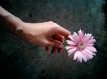 Pink Gerbera ,give it or take it. thumb