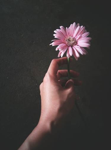 Pink Gerbera, Please accept it thumb