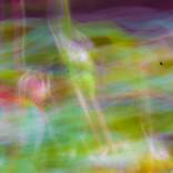 Summer Dreaming by Donna Starnes