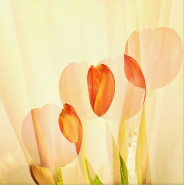 Original Abstract Floral Photography by Donna Starnes