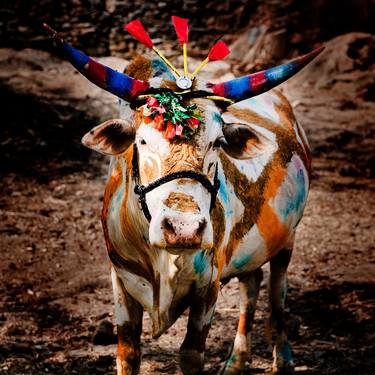 Print of Documentary Animal Photography by Tom Hanslien