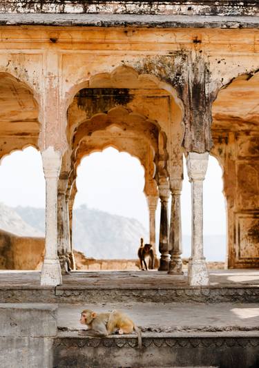 Monkeys in Temple Ruin, Jaipur (119x84cm) thumb